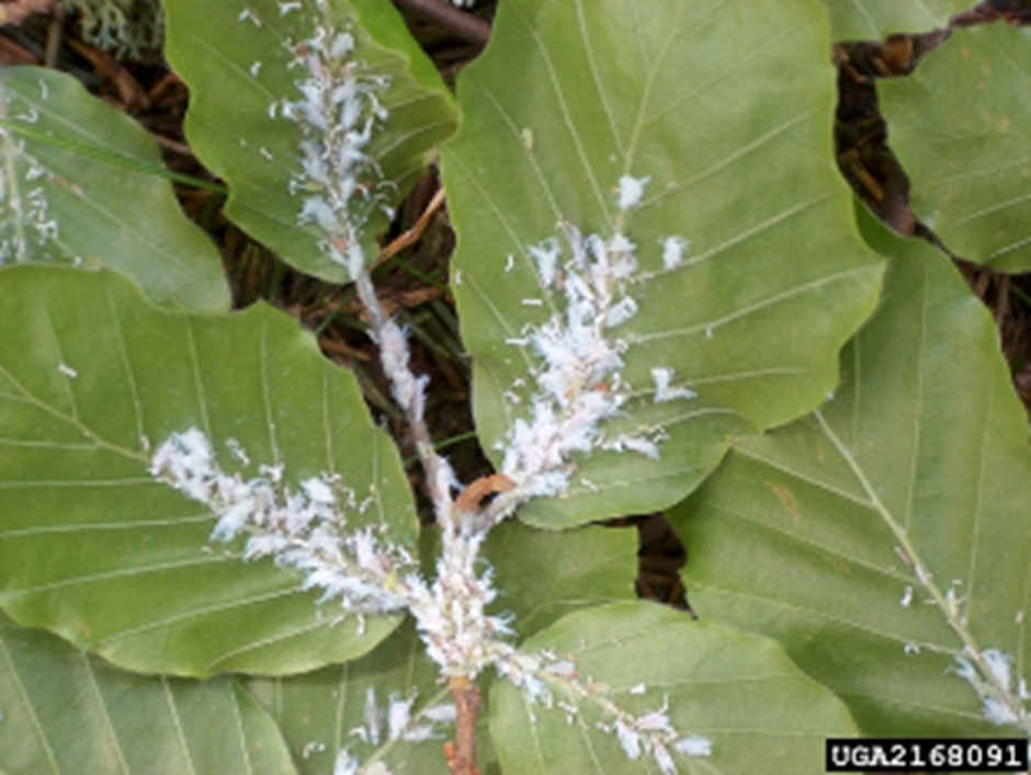 BBD 9 - Woolly beech aphid (Phyllaphis fagi) resembles beech scale (photo credit: Haruta Ovidiu, University of Oradea)