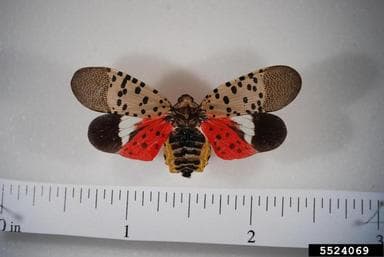 Spotted lanternfly with ruler for scale. Its wingspan is about 2 inches