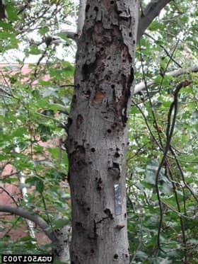 ALB 8 – Heavy ALB infestation with multiple exit holes and signs of tree girdling (photo credit: Pennsylvania Department of Conservation and Natural Resources – Forestry; Bugwood.org)