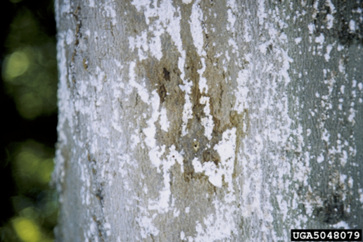 BBD 2 - New beech scale infestations occur around rough areas in the bark. (photo credit: Milan Zubrik; Forest Research Institute - Slovakia)