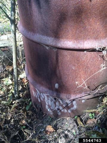 SLF 3 – Multiple spotted lanternfly egg masses on a barrel (photo credit: Lawrence Barringer; Pennsylvania Department of Agriculture) 